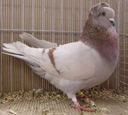 Crested Soultz Ash Red Crested Soultz Ash Red