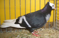 Starling Black Monk Marked Starling Black Monk Marked