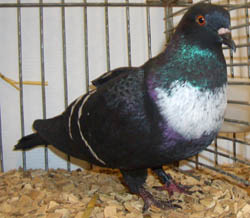 Starling Black with White Bars Starling Black with White Bars