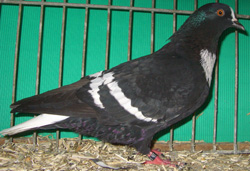 Starling Black with White Bars Starling Black with White Bars