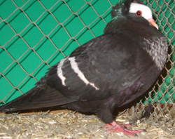 Starling Black with White Bars Starling Black with White Bars