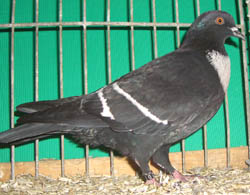 Starling Black with White Bars Starling Black with White Bars