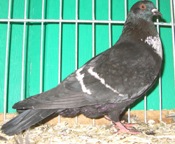 Starling Black with White Bars Starling Black with White Bars