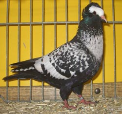 Starling Black Spangle Starling Black Spangle