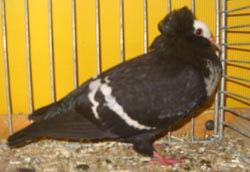 Starling Black with White Bars Starling Black with White Bars