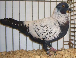 Starling Black Spangle Starling Black Spangle