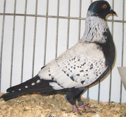 Starling Black Spangle Starling Black Spangle