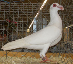 Steinheim Bagdad White Steinheim Bagdad White