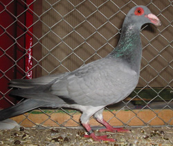 Steinheim Bagdad Blue no bars Steinheim Bagdad Blue no bars