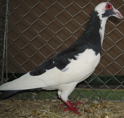 Steinheim Bagdad Black Magpie Steinheim Bagdad Black Magpie