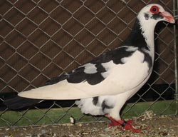 Steinheim Bagdad Black Magpie Steinheim Bagdad Black Magpie