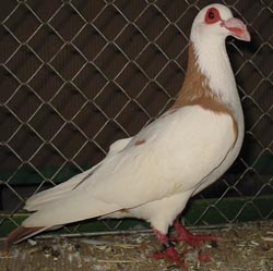 Steinheim Bagdad Yellow Magpie Steinheim Bagdad Yellow Magpie