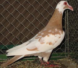 Steinheim Bagdad Yellow Magpie Steinheim Bagdad Yellow Magpie