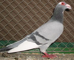 Steinheim Bagdad Blue pied Steinheim Bagdad Blue pied