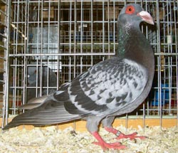 Steinheim Bagdad Checked Blue Steinheim Bagdad Checked Blue