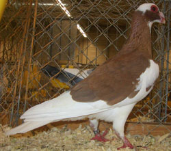 Steinheim Bagdad Red Pied Steinheim Bagdad Red Pied