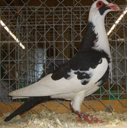 Steinheim Bagdad Black Pied Steinheim Bagdad Black Pied
