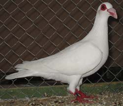 Steinheim Bagdad White Steinheim Bagdad White