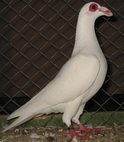 Steinheim Bagdad White Steinheim Bagdad White