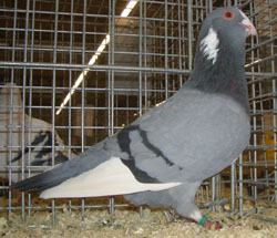 Syrian Dewlap Blue with Black Bars Syrian Dewlap Blue with Black Bars