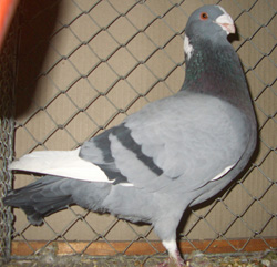 Syrian Dewlap Blue with Black Bars Syrian Dewlap Blue with Black Bars