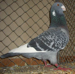Syrian Dewlap Checked Blue Syrian Dewlap Checked Blue