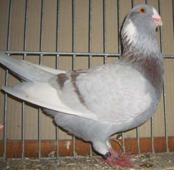 Syrian Dewlap Ash Red Syrian Dewlap Ash Red