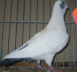 Syrian Dewlap White Syrian Dewlap White