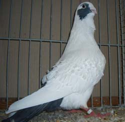 Syrian Dewlap White Syrian Dewlap White