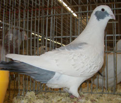 Syrian Dewlap White Syrian Dewlap White
