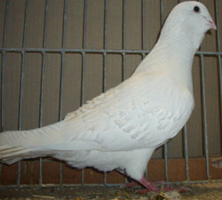 Syrian Dewlap White Syrian Dewlap White