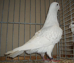 Syrian Dewlap White Syrian Dewlap White