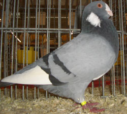Syrian Dewlap Blue with Black Bars Syrian Dewlap Blue with Black Bars