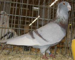 Syrian Dewlap Ash Red Syrian Dewlap Ash Red