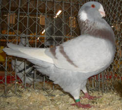 Syrian Dewlap Ash Red Syrian Dewlap Ash Red