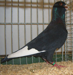Syrian Dewlap Black Syrian Dewlap Black