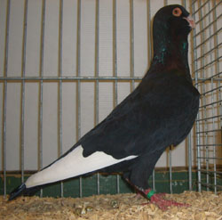 Syrian Dewlap Black Syrian Dewlap Black