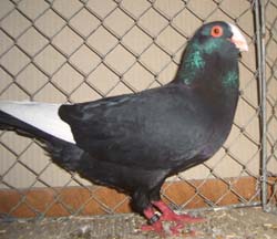 Syrian Dewlap Black Syrian Dewlap Black