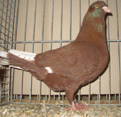 Syrian Dewlap Red Syrian Dewlap Red