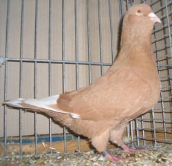 Syrian Dewlap Yellow Syrian Dewlap Yellow
