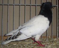 Thuringian Colour Breast Black Thuringian Colour Breast Black