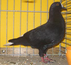 Thüringer Weißschwanz Schwarz Thüringer Weißschwanz Schwarz