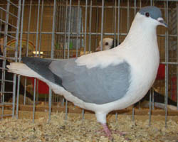 Thuringian Swallow Blue no bars Thuringian Swallow Blue no bars