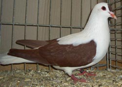 Thuringian Swallow Red Thuringian Swallow Red