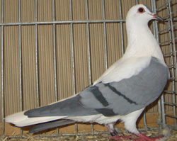 Thuringian Swallow Blue with Black Bars Thuringian Swallow Blue with Black Bars