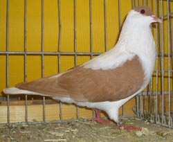 Thuringian Swallow Yellow Thuringian Swallow Yellow