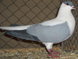 Thuringian Swallow Blue no bars Thuringian Swallow Blue no bars