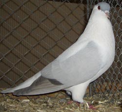 Thuringian Swallow Ash blue no bars Thuringian Swallow Ash blue no bars