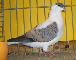 Thuringian Swallow Blue red Thuringian Swallow Blue red