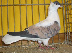 Thuringian Swallow Blue red Thuringian Swallow Blue red